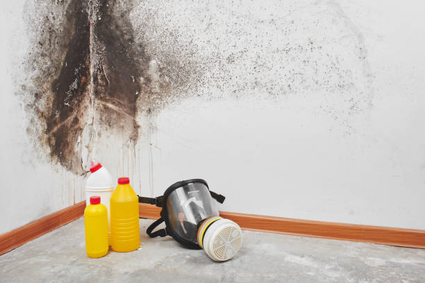 Best Post-Flood Mold Remediation in Staic, CA