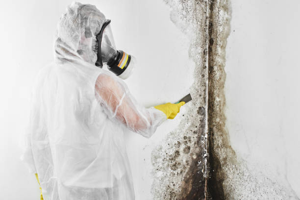 Best Residential Mold Remediation in Staic, CA