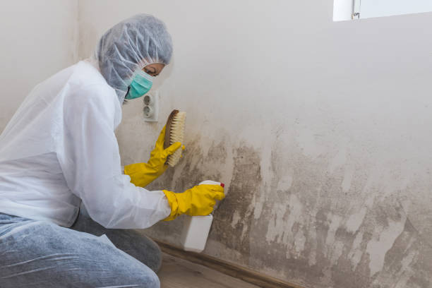 Best Emergency Mold Remediation in Staic, CA