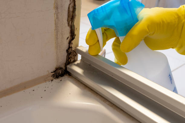 Best Kitchen Mold Remediation in Staic, CA