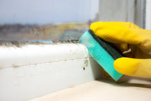 Best Preventive Mold Services in Staic, CA