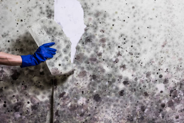 Trusted Castaic, CA Mold Remediation Experts
